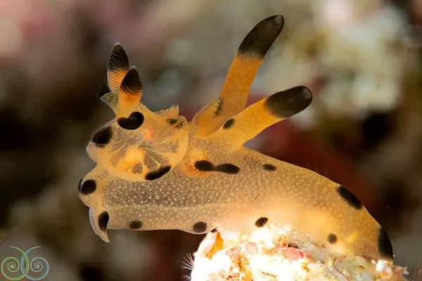 船宿潜水选哪里,从小白到潜水教练需要花多少钱