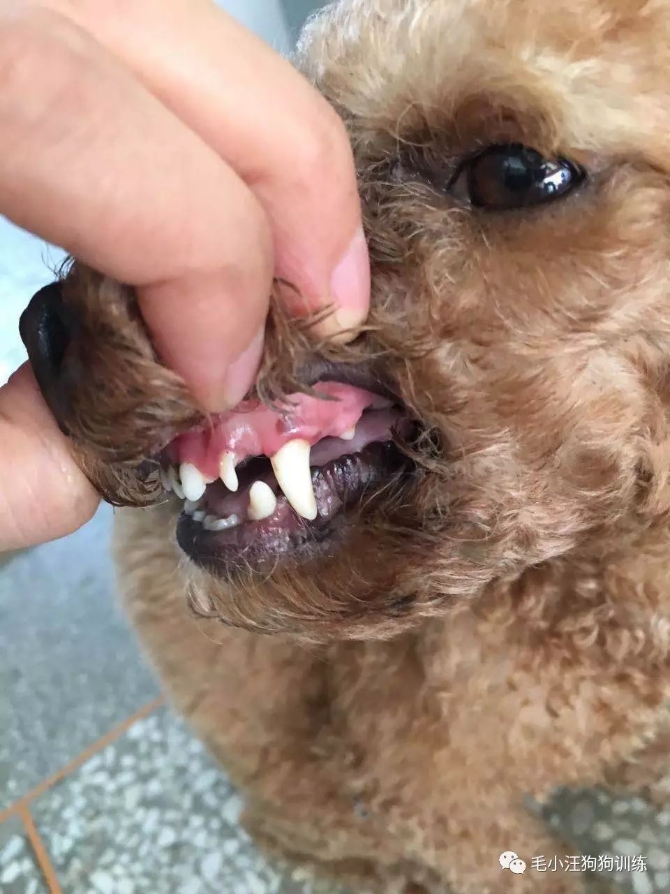 小泰迪第一次外出,小泰迪到新家