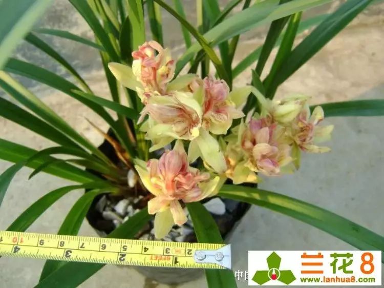 建兰富山奇蝶两片叶子能开花吗,建兰梨山狮王与富山奇蝶哪个好