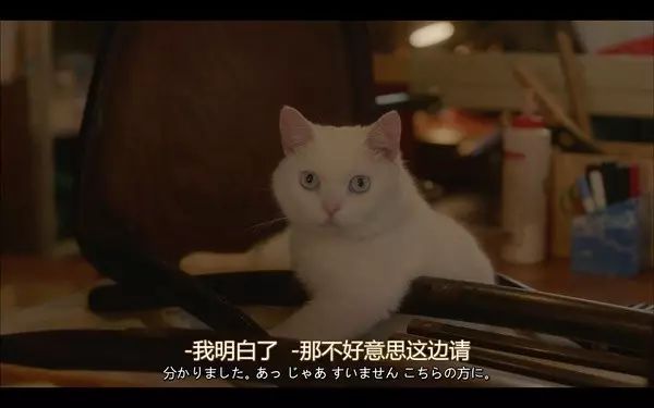 治愈系猫日常,治愈吸猫