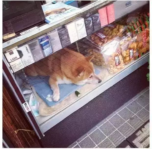 狗狗当销售部老总,狗狗当老板