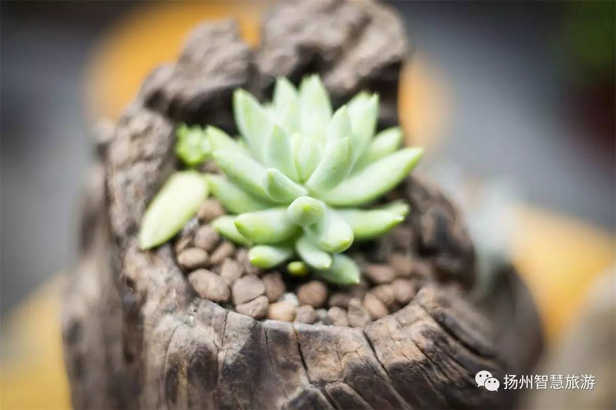 烟雨小巷人家,扬州烟雨蒙蒙小视频