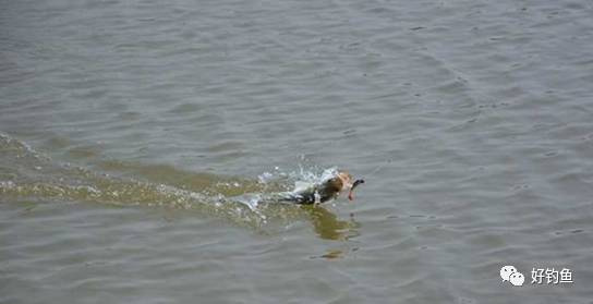 路亚的新手使用教程,路亚使用教程大全