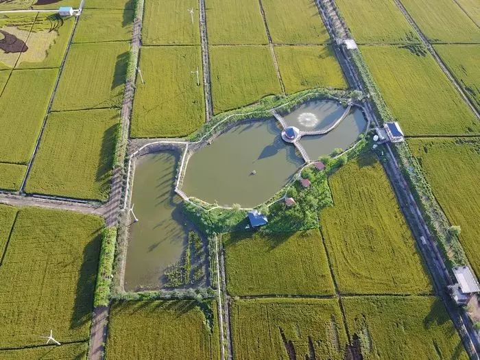 沈阳有稻梦空间吗,沈阳稻梦空间的水稻