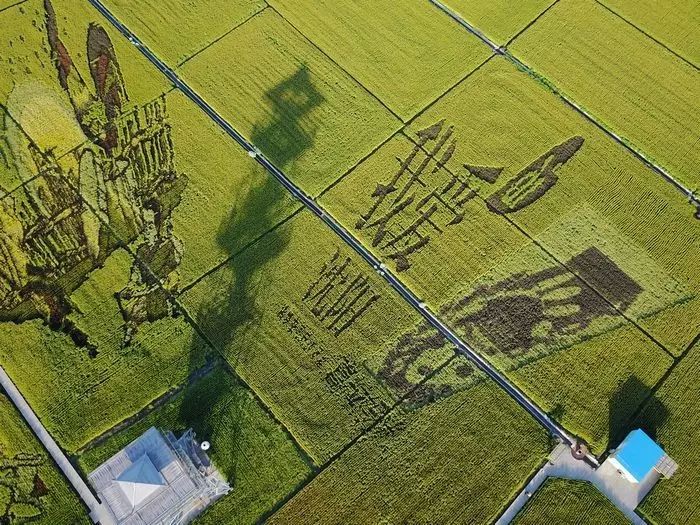 沈阳有稻梦空间吗,沈阳稻梦空间的水稻