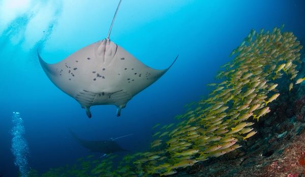 船宿潜水选哪里,从小白到潜水教练需要花多少钱