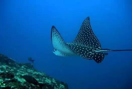 船宿潜水选哪里,从小白到潜水教练需要花多少钱