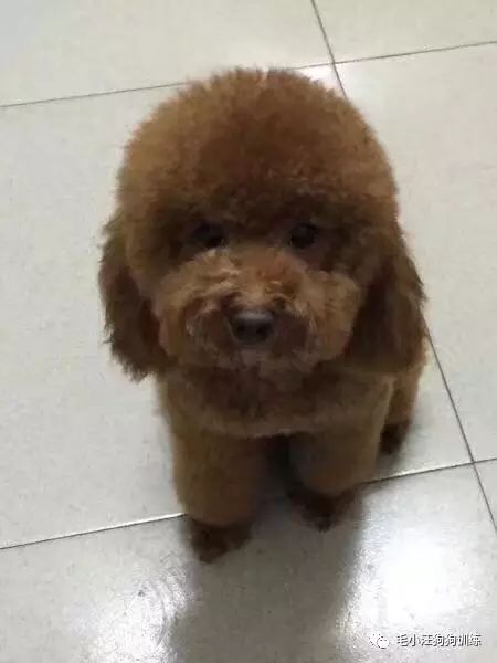 小泰迪第一次外出,小泰迪到新家