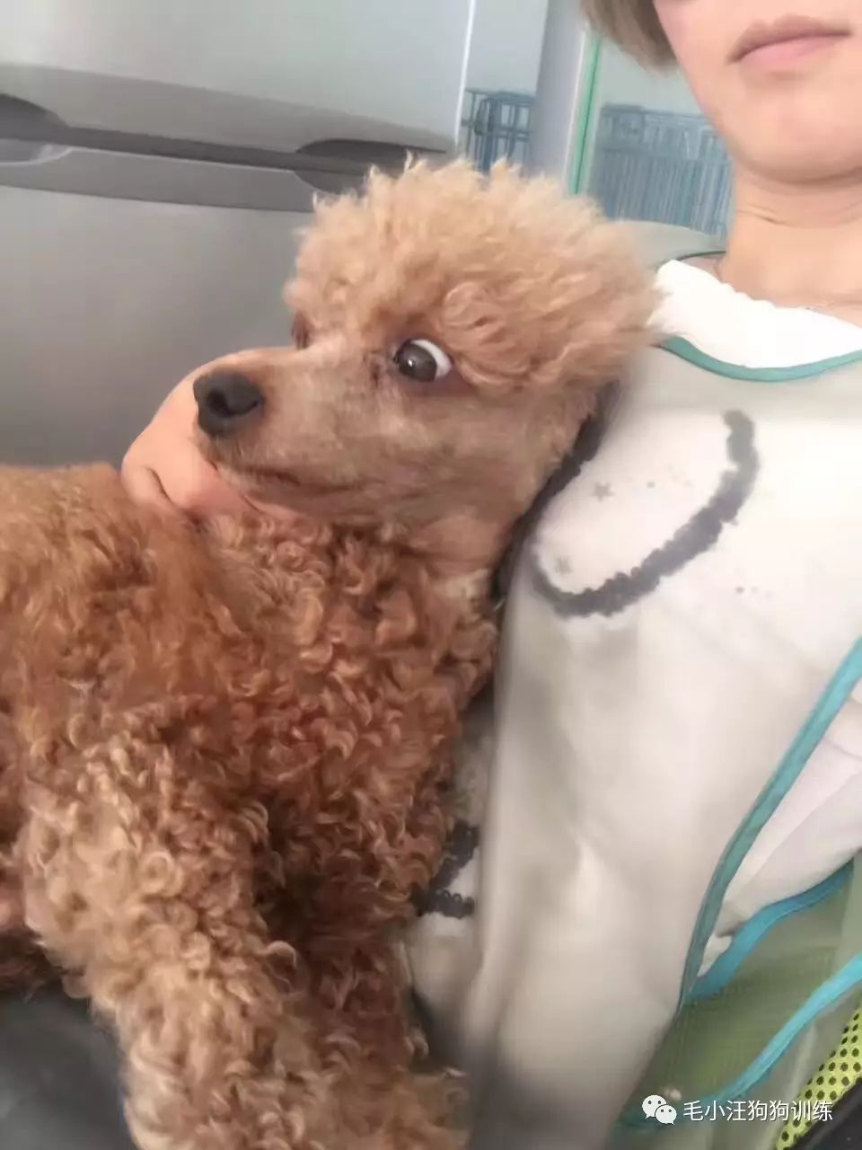 小泰迪第一次外出,小泰迪到新家