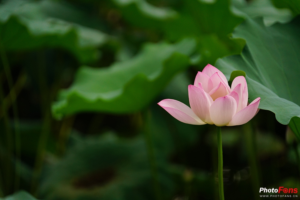 钄″徃batis50-1.4闀滃ご璇勬祴,钄″徃batis18f2.8娴嬭瘎