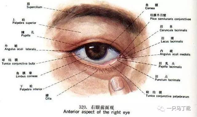 眼部晕妆小技巧,眼部怎样才能不晕妆