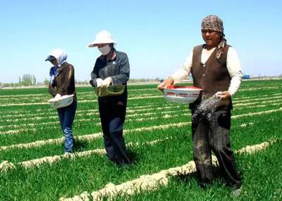 过度施肥危害,磷肥施用过量对草莓果的危害