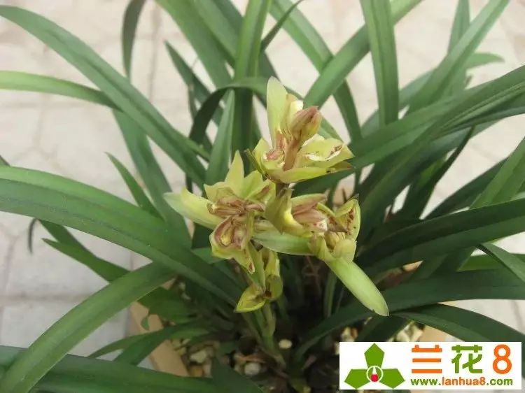 建兰富山奇蝶两片叶子能开花吗,建兰梨山狮王与富山奇蝶哪个好