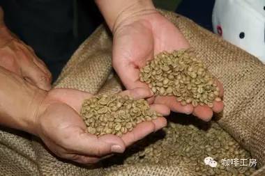 单品咖啡和意式咖啡,咖啡品种科普