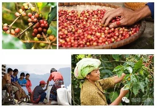 单品咖啡和意式咖啡,咖啡品种科普