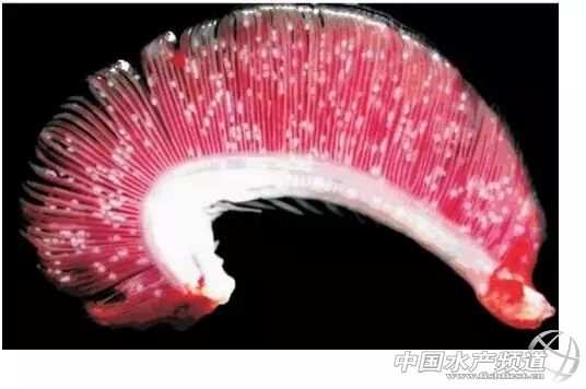 传染快，流行广，危害大！不用慌，一文教你对付白点病