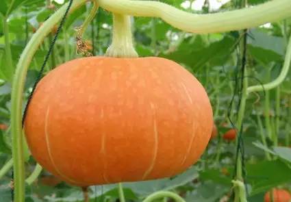 南瓜不要和什么食物同吃,南瓜禁止和什么同食