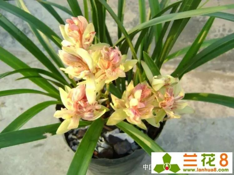 建兰富山奇蝶两片叶子能开花吗,建兰梨山狮王与富山奇蝶哪个好