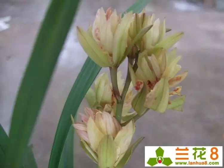 建兰富山奇蝶两片叶子能开花吗,建兰梨山狮王与富山奇蝶哪个好