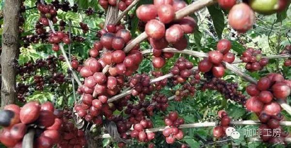 单品咖啡和意式咖啡,咖啡品种科普