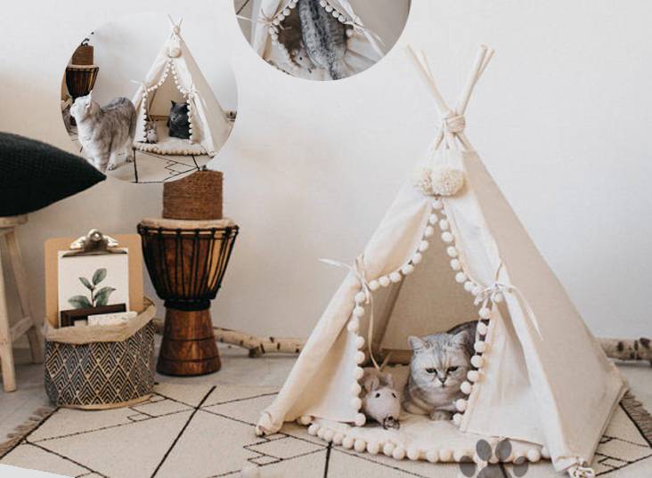 治愈系猫日常,治愈吸猫