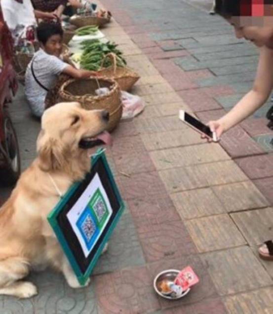 狗狗当销售部老总,狗狗当老板