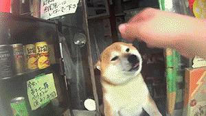 狗狗当销售部老总,狗狗当老板