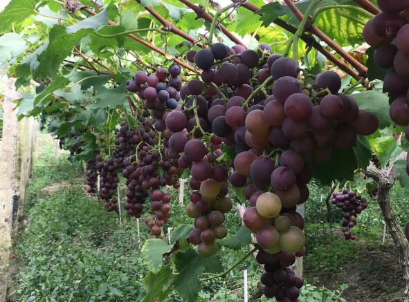 南江大峡谷有哪些项目,南江大峡谷游乐项目