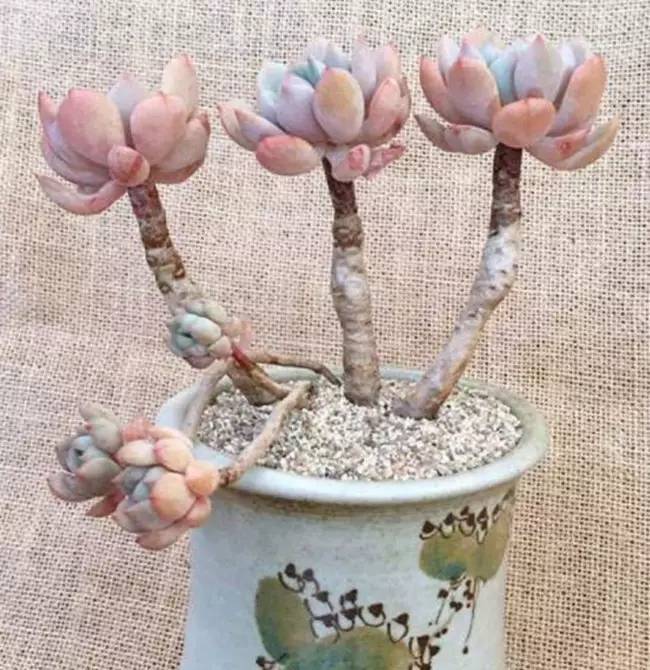 为什么韩国的多肉出名,韩国多肉为什么那么美