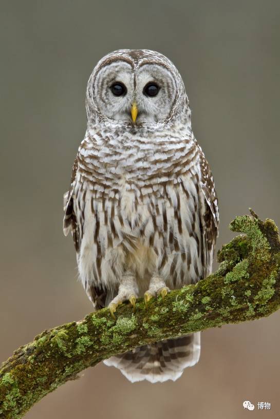 为啥马里奥要吃蘑菇才能长大？