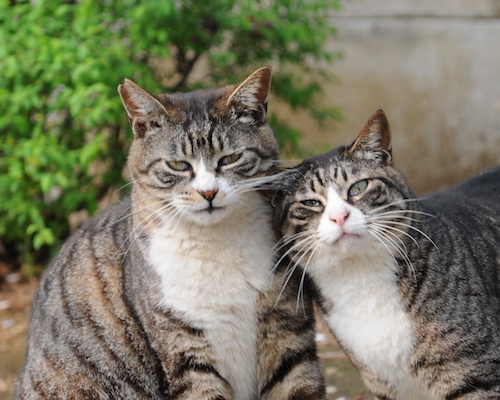 李沐：从头开始介绍机器学习，眼花缭乱的机器学习应用