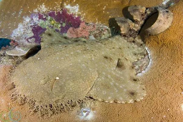 船宿潜水选哪里,从小白到潜水教练需要花多少钱