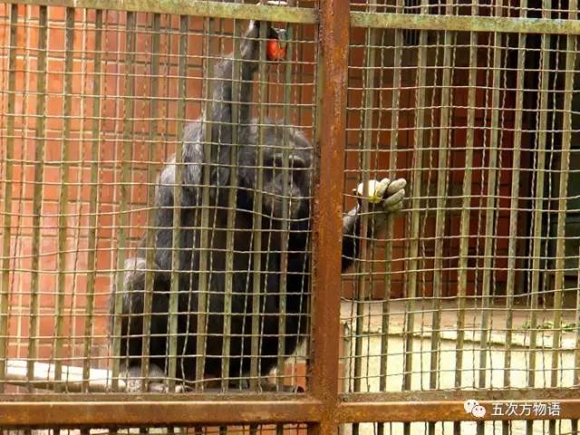 七夕节专属动物,七夕节有什么物种