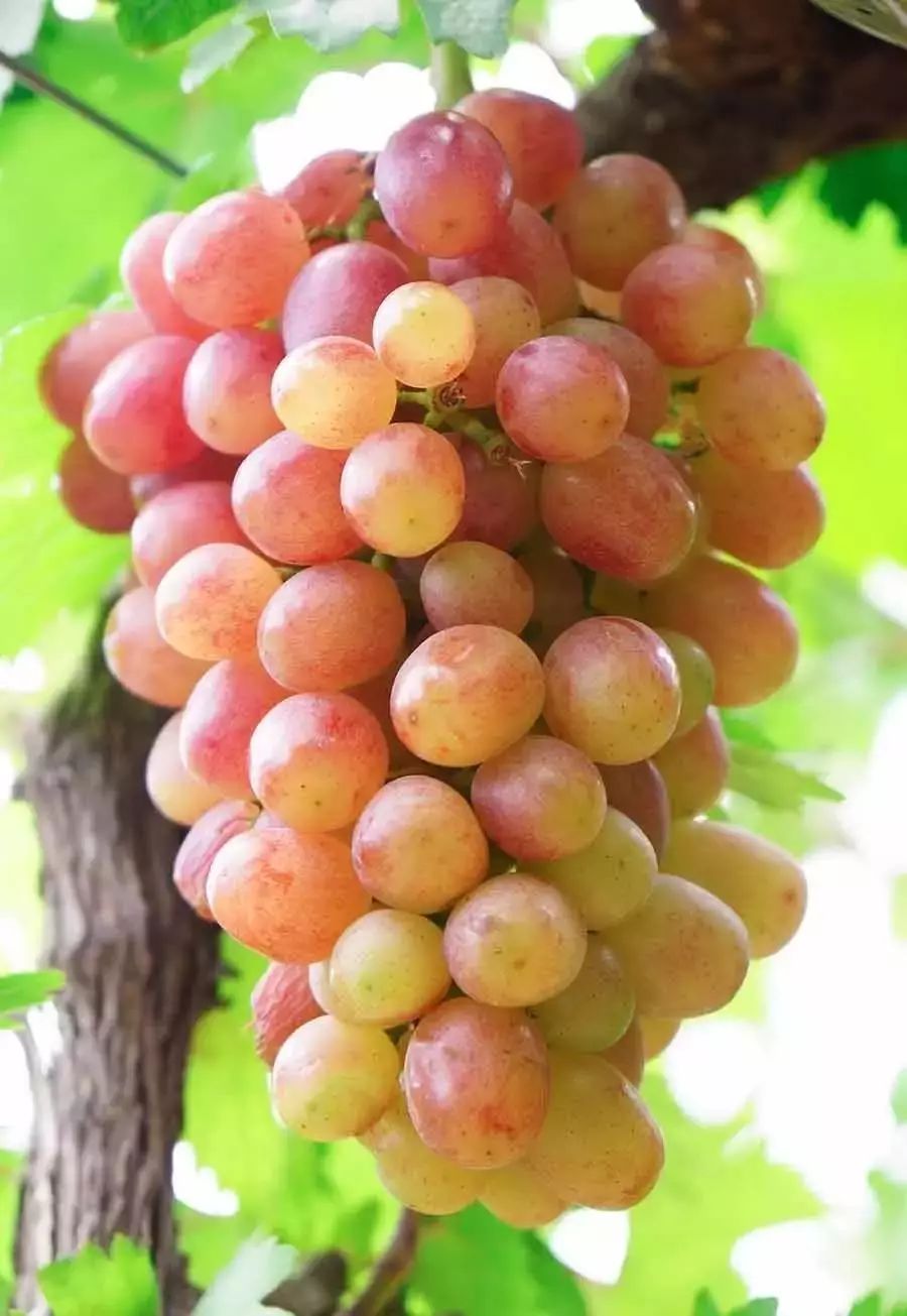 孟津土特产有哪些图片和名字,孟津特产必买清单