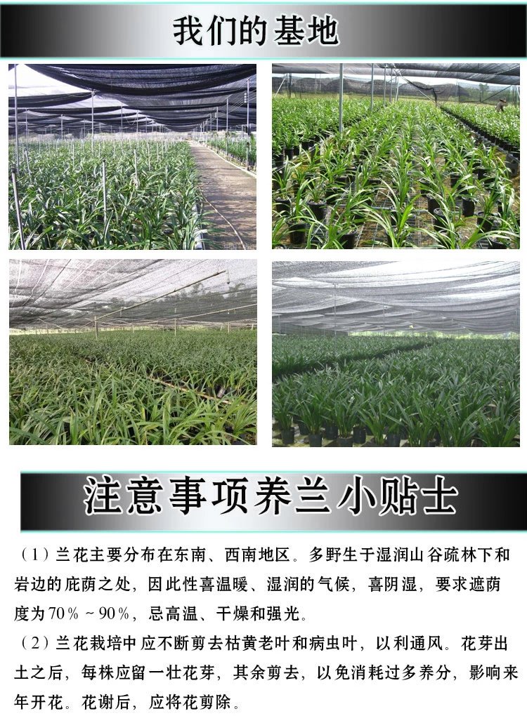 建兰富山奇蝶两片叶子能开花吗,建兰梨山狮王与富山奇蝶哪个好