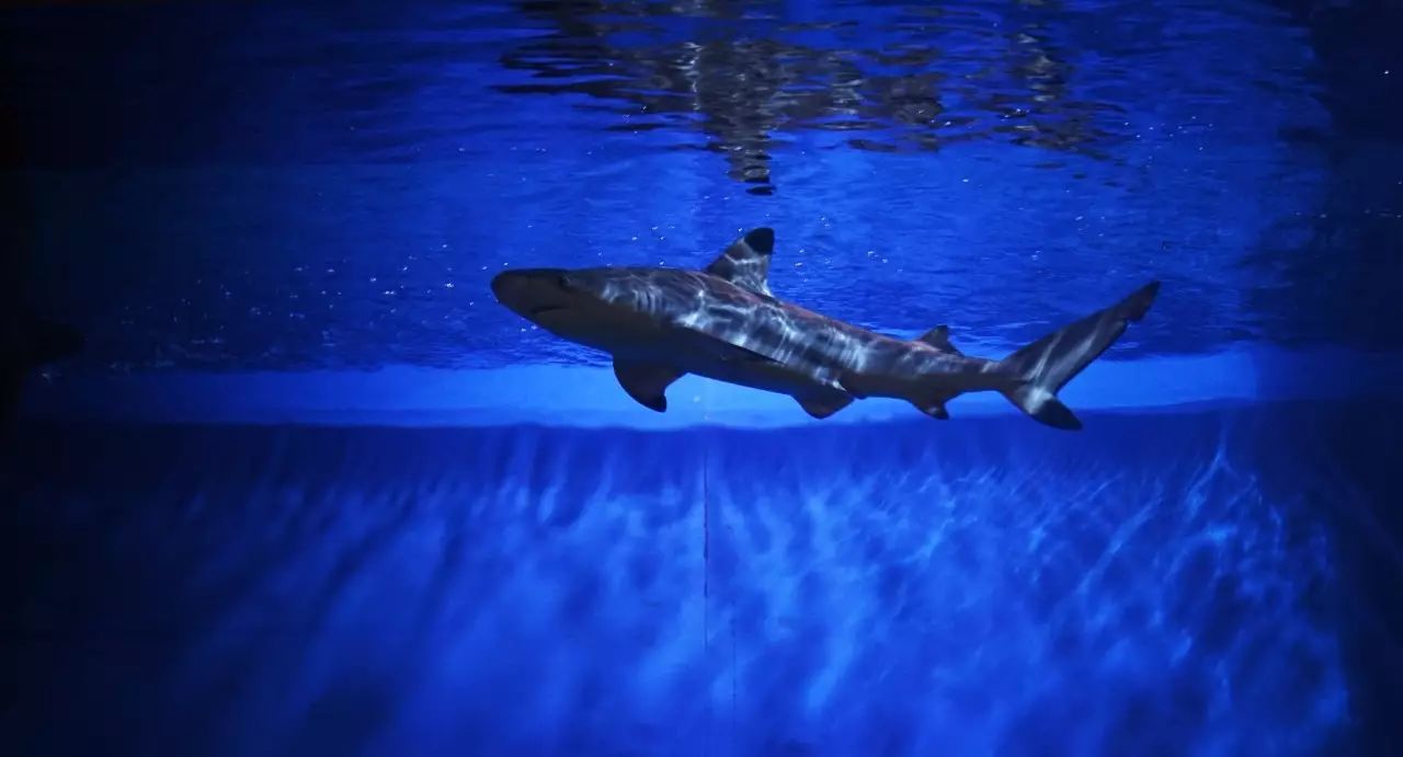 水与水,米与酒|外滩六号,东京和食