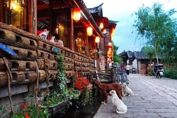 狗狗当销售部老总,狗狗当老板