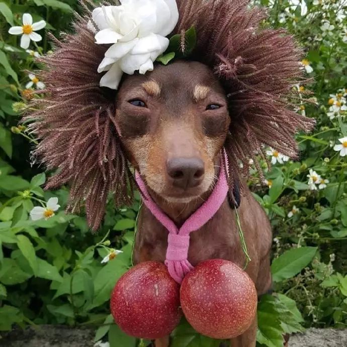 狗狗当销售部老总,狗狗当老板