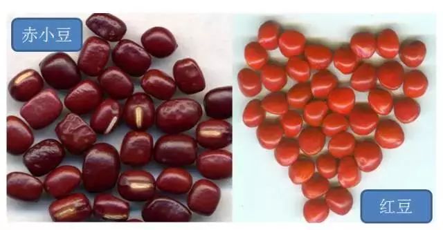 菘蓝花开|赤小豆——不为相思