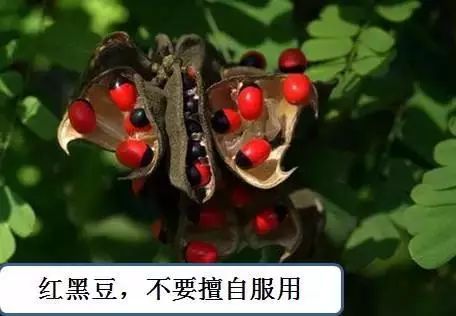 菘蓝花开|赤小豆——不为相思