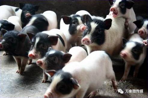 头条丨大家好！我叫巴马，这是我的简历，请多多关照！