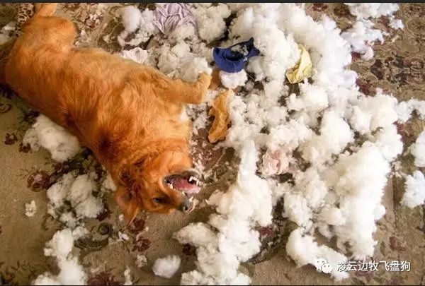 边牧怎么训练才听话的视频,边牧不听话教你几招正确训犬方法