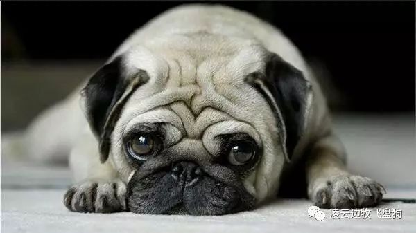 边牧怎么训练才听话的视频,边牧不听话教你几招正确训犬方法