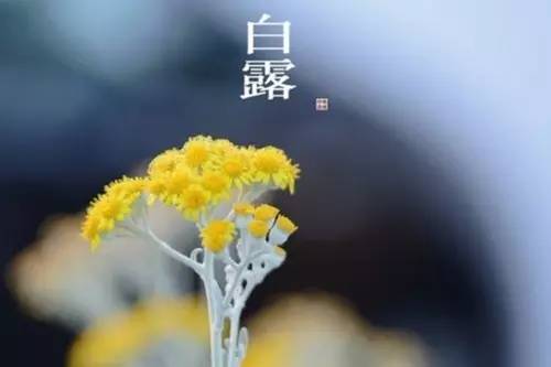 二十四节气白露转秋凉,白露节气落叶知秋凉