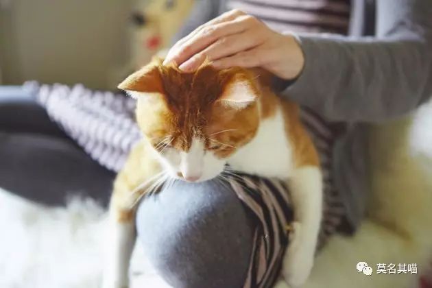 “黑暗系卡哇伊”是什么风格？樋口裕子（YukoHiguchi）笔下的猫咪异想世界