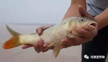 河津特色文化介绍,河津饮食特色