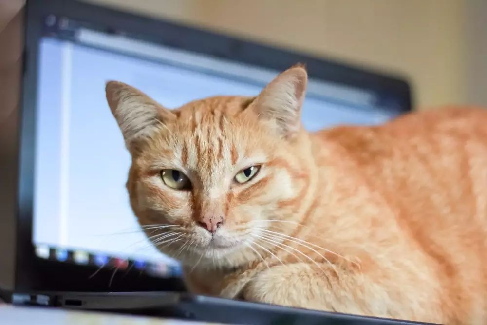 电脑上显示一只猫敲键盘,怎样用手机键盘打出一只猫