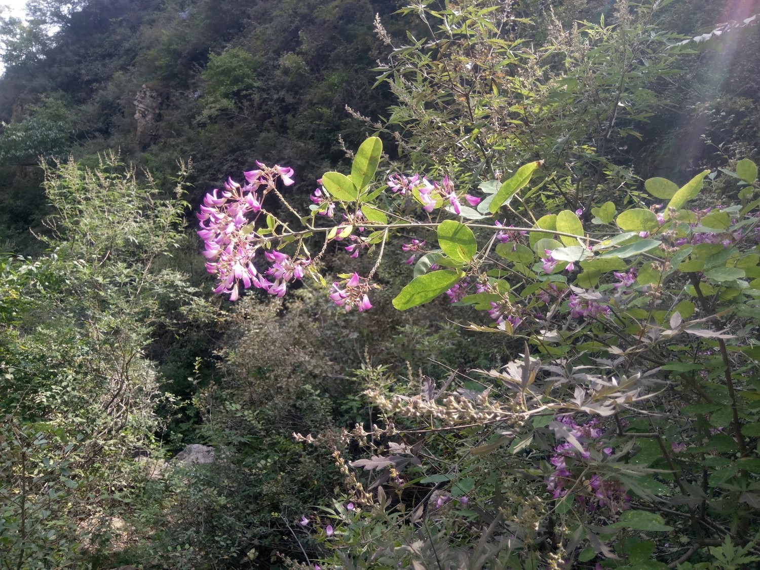 龙聚山庄南区,龙聚山庄全景