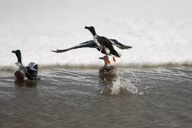 他曾是英语最好的中国人,就是他把“humor”翻作“幽默”