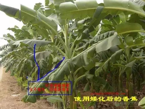 果树如何防御台风,台风年年有